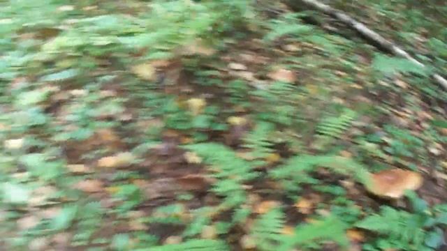 И снова белые!!! 27 08 2020 смотреть онлайн