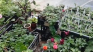 Пеларгония Millfield Rose (Милфилд Роуз)
