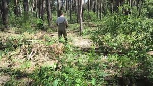 XP deus хата лесничего поиск в лесу настройки находки монеты серебро гвозди медь и почти золото