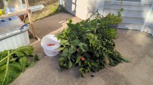 Хабанеро на гидропонике. Сбор сверх острого перца и конец сезона.