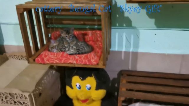 Как уложить спать бенгальского котенка?  Спок ночи. Как уложить спать котят, чтобы ночью не мешали?