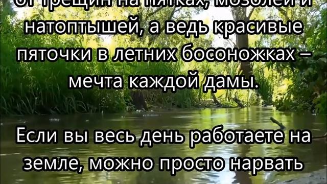 Мокрица улучшает ЗРЕНИЕ во много раз эффективней чем черника