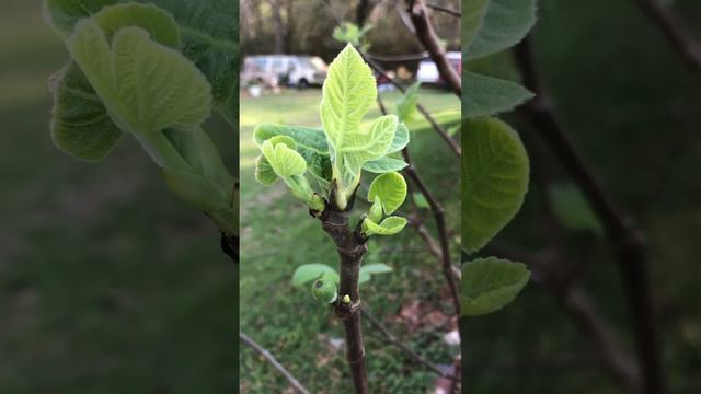 Look at my Gorgeous Chicago Hardy Fig !!