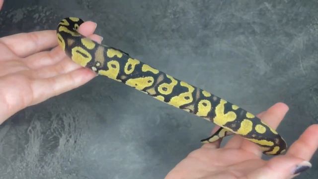 Pastel 100% triple het VPI Axanthic / Clown / Piebald Ball Python - 2023.9-3