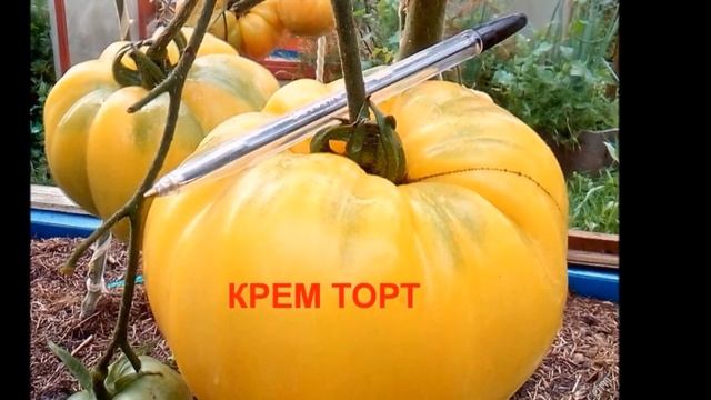 Редкие и экзотические томаты: коллекция – 2020
