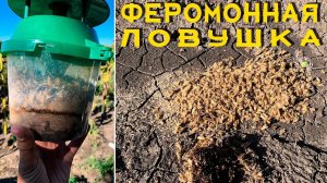 Феромонная ловушка для мониторинга и массового отлова