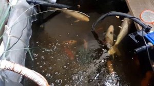 Кормление рыбок..mp4