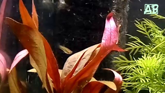 САМАЯ МАЛЕНЬКАЯ АКВАРИУМНАЯ НАНО-РЫБКА ДЛЯ НАНО-АКВАРИУМА НЕОГЕТЕРАНДРИЯ ЭЛЕГАНС ИЛИ ТИГРОВЫЙ ТЕДДИ! смотреть онлайн