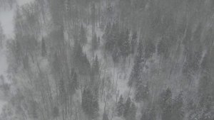 охота кабан с квадрокоптера mavic2 zoom