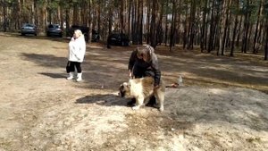 Комплекс сидеть, лежать, стоять. Московская сторожевая, щенок.