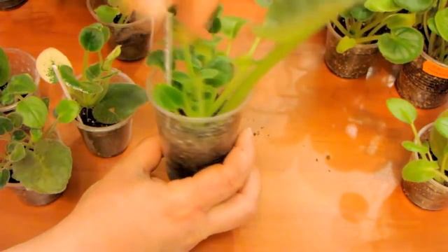 Размер деток фиалок которые нужно отсаживать от листа. Юлия Датта смотреть онлайн