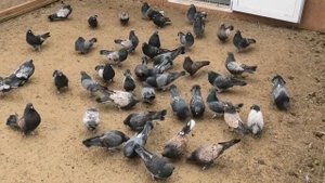 +7(910)251-02-38 Невообразимая красота в продаже с сегодняшнего дня