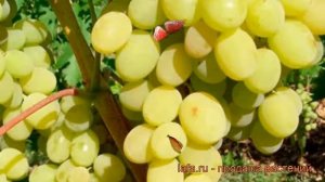 Виноград плодовый Кристалл (vitis kristall) ? Кристалл обзор: как сажать, рассада винограда Кристал