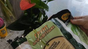 АНТУРИУМ - "РОЗОВЫЙ ЧЕМПИОН". ПЕРЕСАДКА после покупки при цветении пока молодой. "Мужское счастье"