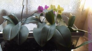 Орхидеи объединяйтесь!