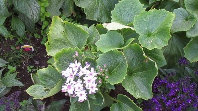 Цинерария цветущая мне совсем не понравилась.08.08.2019 смотреть онлайн