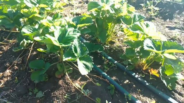 Клубника Роксана смотреть онлайн