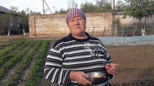 Если сделать так, то урожай кукурузы будет огромный