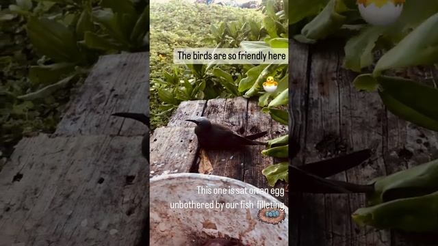 Friendly Birds on Aride Island, Seychelles