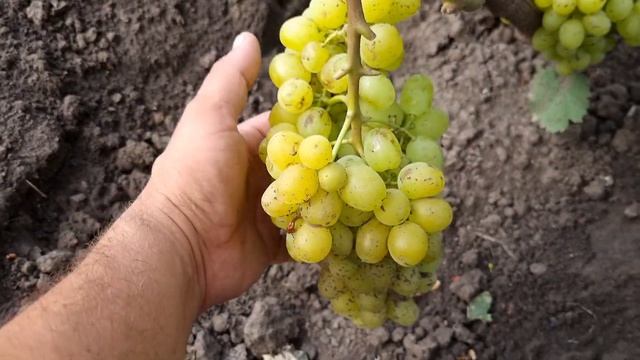 Вкусён зараза! Описание сорта винограда Цимус. смотреть онлайн