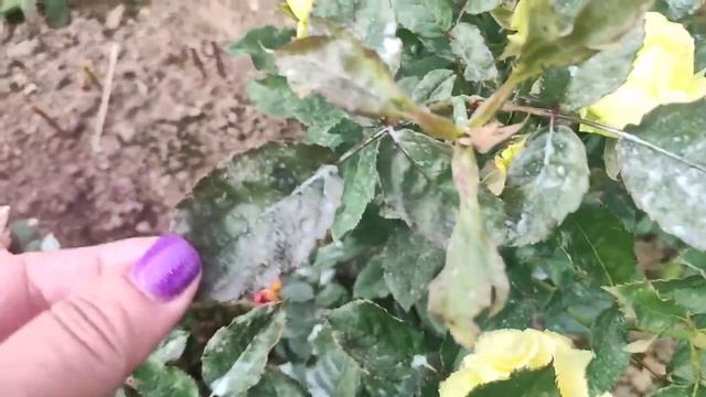 Сама научилась и вас научу. Роза Лимбо.(Limbo)Кордес. смотреть онлайн