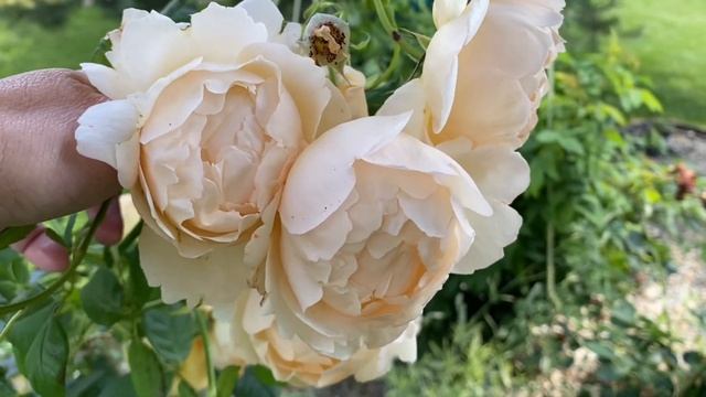 Wollerton Old Hall (Уолертон Олд Хол) David Austin шраб дуже тішить цьогоріч смотреть онлайн