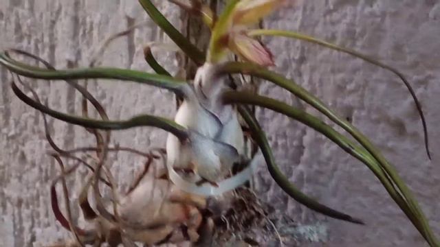 Bromelia (Thillandsia bulbosa) de la península de Yucatán смотреть онлайн