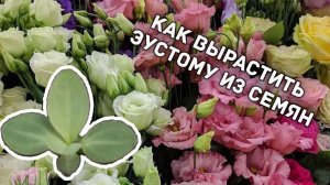 Как успешно вырастить эустому из семян?