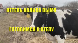 нетель налила вымя готовимся к отелу