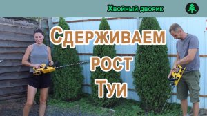 Формирование туи колоновидной Колумна. Сдерживаем рост.