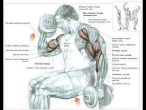 Мышца о которой мы забываем !!!