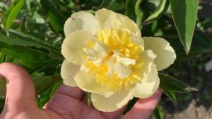 Peony 'Goldilocks' (Lins,1967)channel YouTube : PEONIES-ALL ABOUT THEM (ПІОНИ-ВСЕ ПРО НИХ)