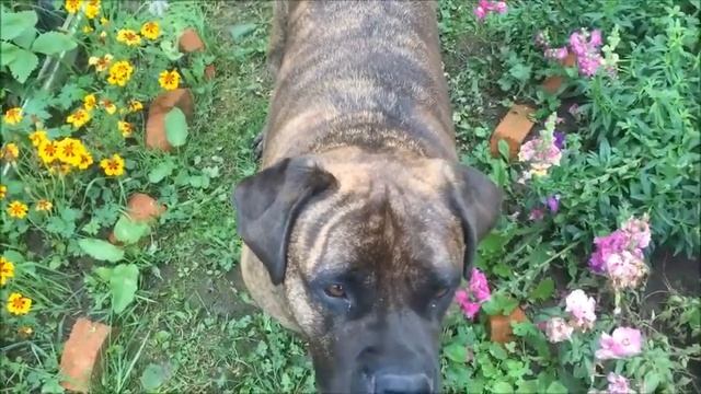 НАШИ ПИТОМЦЫ | БУЛЬМАСТИФ ВЫПОЛНЯЕТ КОМАНДЫ смотреть онлайн