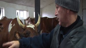 Продукты из натурального молока производят на ферме села Мокрое