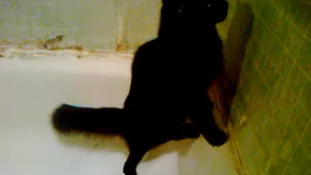 Кошка сходила в туалет смотреть онлайн