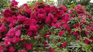 ТОП 7 ПЛЕТИСТЫХ РОЗ для Вашего САДА