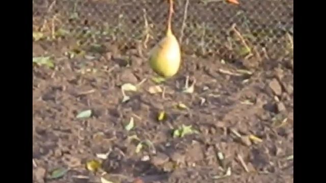 Груша "Ноябрьская" , сколько провисит на дереве ? смотреть онлайн