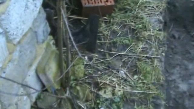 07-Ремонт та стан хати-зима-2009 смотреть онлайн