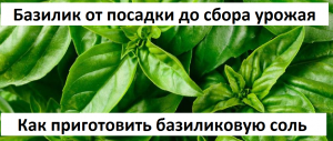 Базилик  от А до Я.