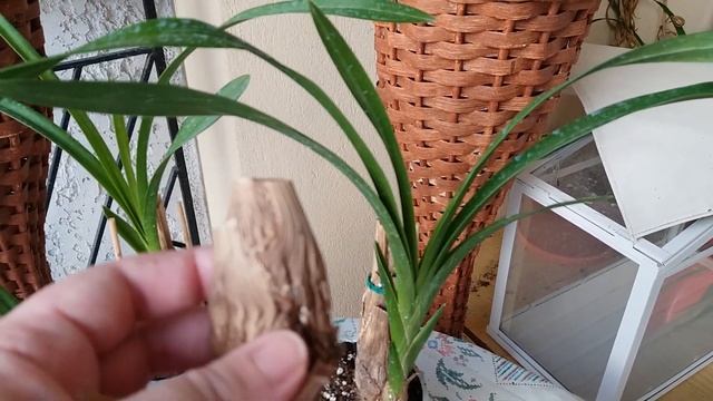 Орхидея Цимбидиум. Псевдобульбы без ростов.Ответы на вопросы подписчиков. смотреть онлайн