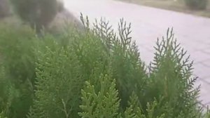 Детский багги из гироскутера своими руками