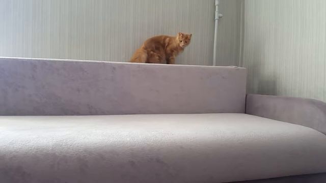 Автограф (Divokun Avtograf) котик мейн-кун окраса кремовый солид ( 7 месяцев) смотреть онлайн