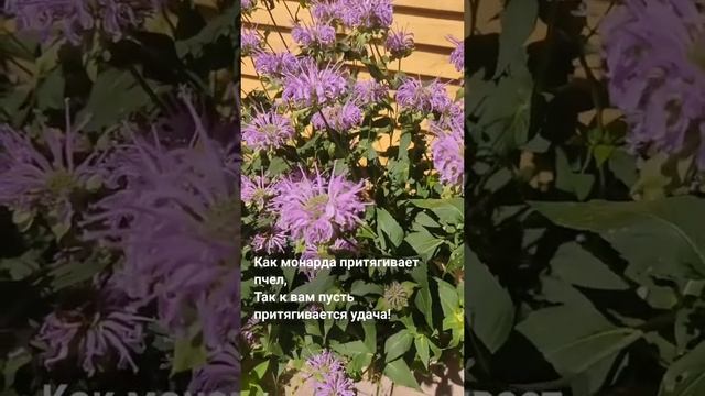 Purple monarda Монарда фиолетовая Сидландия -семена растений для сада и дома seedlandia.ru