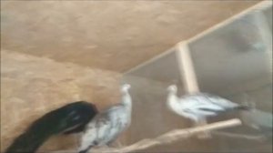 Большая влажность в курятнике! Зависимость влажности от площади и поголовья. Вентиляция в курятнике