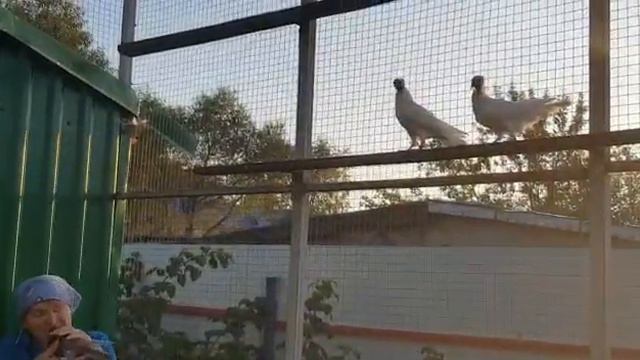 американские кормилки отдыхают !? Вот вам Арина Радионовна !? смотреть онлайн