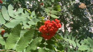 Ламинария \ Подкормка растений \ Фиторецепты