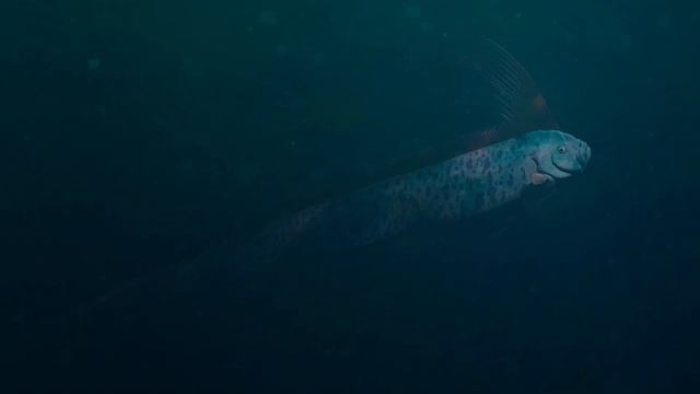 САМЫЕ СТРАННЫЕ ВИДЫ РЫБ НА НАШЕЙ ПЛАНЕТЕ!!! смотреть онлайн