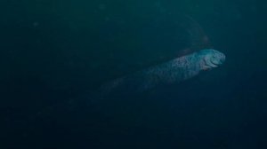 САМЫЕ СТРАННЫЕ ВИДЫ РЫБ НА НАШЕЙ ПЛАНЕТЕ!!!