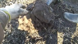 MD-4060. Коп в поле!!!