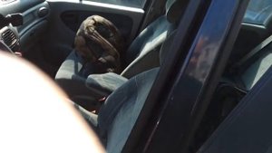 RENAULT SCENIC, 1.6, 2001 г., автомат, бензин, текстиль– 990 евро + услуги.